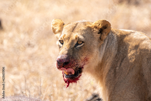 Lion with bloody mouth eats a cape buffalo he just killed. Kenya, Nairobi National Park