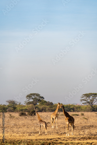 Giraffes in Nairobi National Park Kenya