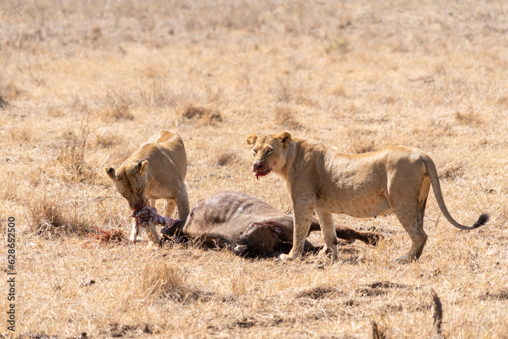 Lions eat a cape buffalo in Nairobi National Park Kenya Lions eat a cape buffalo in Nairobi National Park Kenya