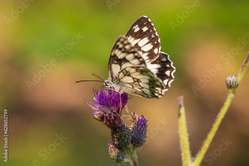 Butterfly meadow. There are butterflies and insects on the flowers and grass. © Roman Bjuty