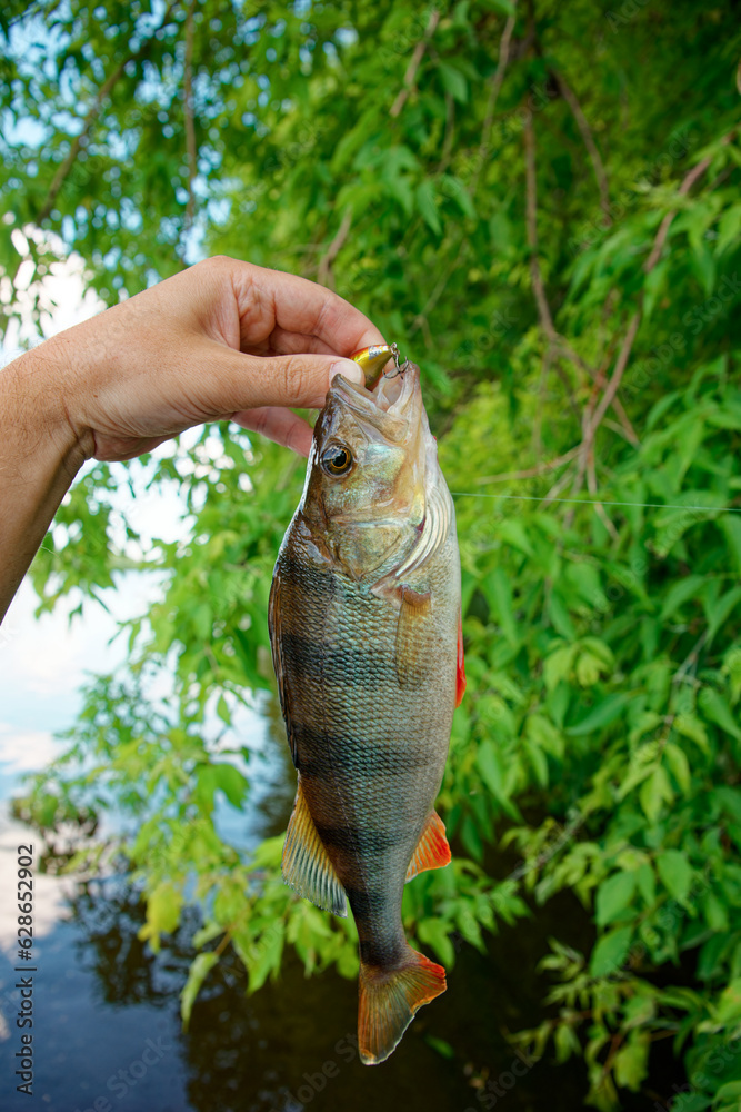 Obraz premium European perch in fisherman's hand, summer scenery