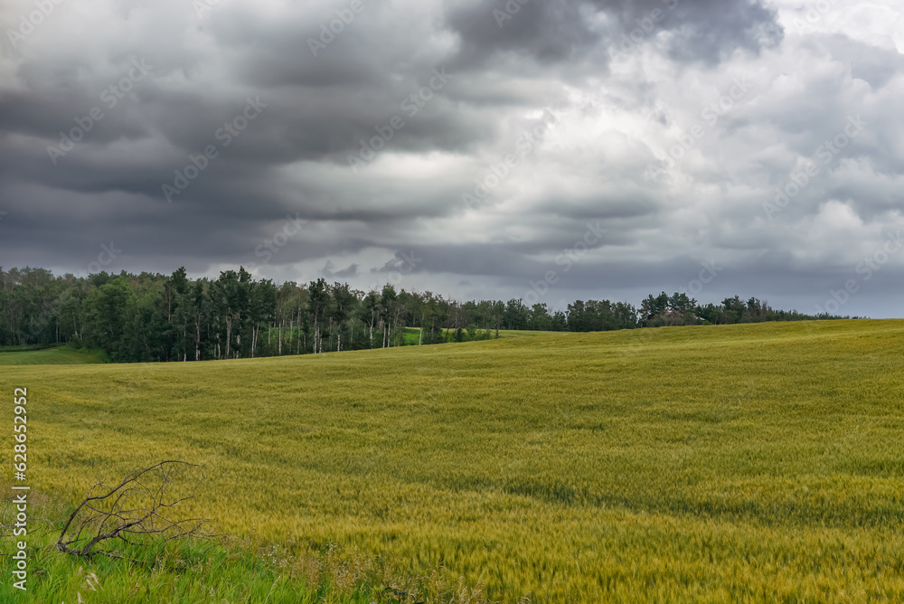 Fototapeta premium Prairie hay field under dark storm clouds in Central Alberta near Blackfalds.