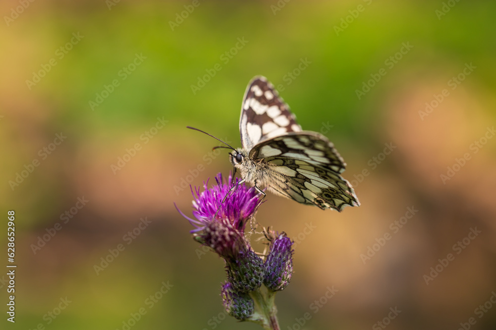 Butterfly meadow. There are butterflies and insects on the flowers and grass. Butterfly meadow. There are butterflies and insects on the flowers and grass.