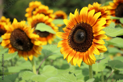 sunflower and bee