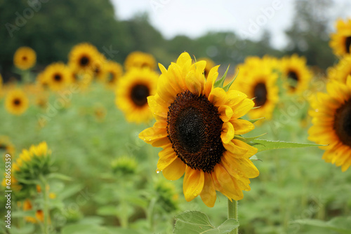 field of sunflowers