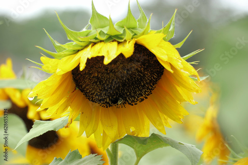 sunflower and bee