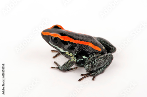 Golfodulcean Poison Frog // Gestreifter Blattsteiger, Gestreifter Pfeilgiftfrosch (Phyllobates vittatus) photo