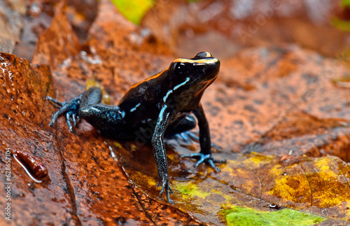 Golfodulcean Poison Frog // Gestreifter Blattsteiger, Gestreifter Pfeilgiftfrosch (Phyllobates vittatus) photo