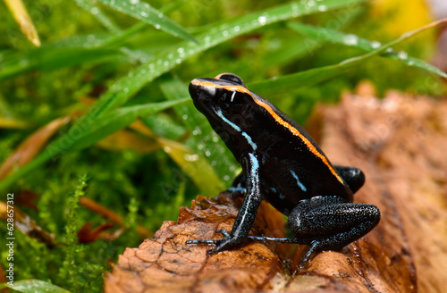 Golfodulcean Poison Frog // Gestreifter Blattsteiger, Gestreifter Pfeilgiftfrosch (Phyllobates vittatus) photo