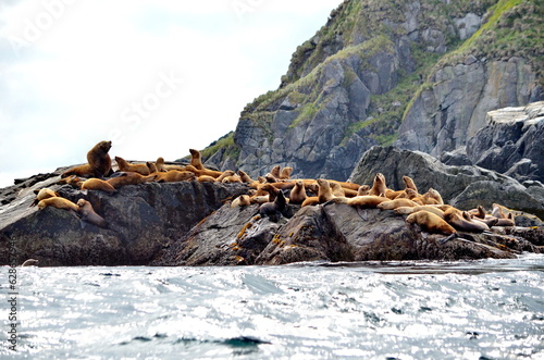 Steller sea lions at the Cape St James rookery, Haida Gwaii, British Columbia, Canada