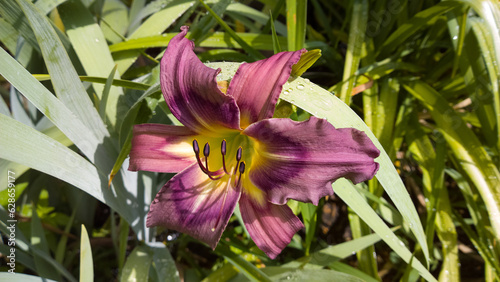 Lone Lily