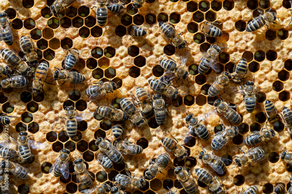 Colony of bees on honeycomb in apiary, macro. Beekeeping in countryside. Wooden frame with honeycombs, closeup Colony of bees on honeycomb in apiary, macro. Beekeeping in countryside. Wooden frame with honeycombs, closeup