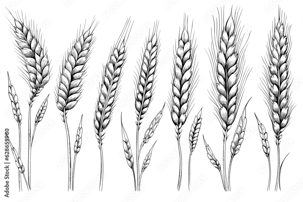 Set of wheat ears isolated. Hand drawings sketch illustration. Bakery farm food concept on white backgorund Set of wheat ears isolated. Hand drawings sketch illustration. Bakery farm food concept on white backgorund
