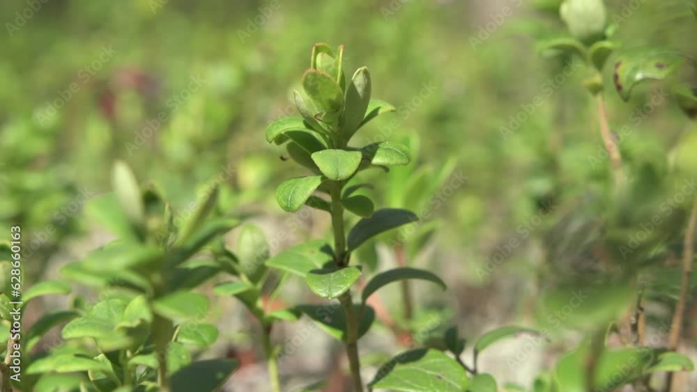 natural wild cowberry growth in forest at sunny day. close up footage natural wild cowberry growth in forest at sunny day. close up footage