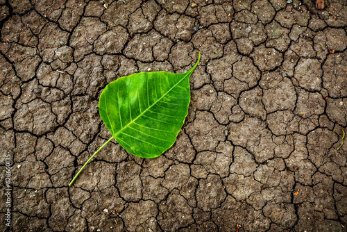 Green leaf on dry cracked earth background, Earth and water global warming background concept