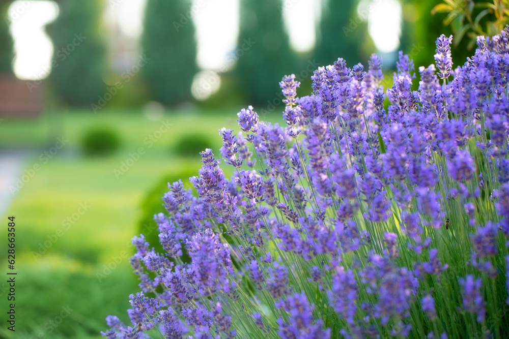 Obraz premium Enchanting Backyard Escape: A Symphony of Lavender Blooms