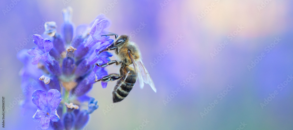 Nature's Elixir: A Bee Collecting Nectar from Lavender Nature's Elixir: A Bee Collecting Nectar from Lavender