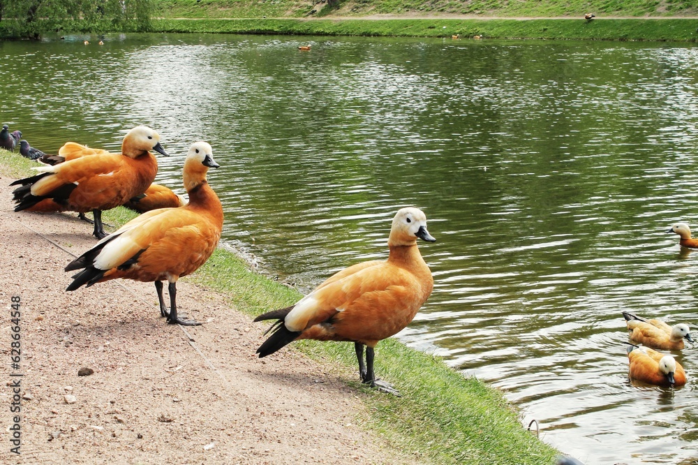 Ruddy Shelducks near a pond. Red ducks standing on grass near the water. Wild ogar ducks with bright red feathers in city park. Migratory bird breeding concept. - obrazy, fototapety, plakaty 