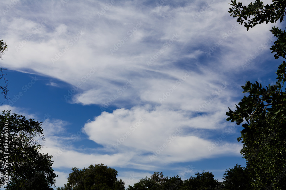 White Wispy Clouds In A Blue Sky with Trees Below And On Sides White Wispy Clouds In A Blue Sky with Trees Below And On Sides