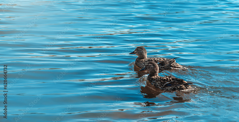the ducks in the lake water during the sunrise. the ducks in the lake water during the sunrise.