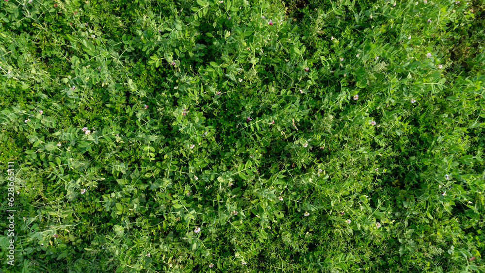 Peas Leaves Background. The pea is most commonly the small spherical seed or the seed-pod of the flowering plant species Pisum sativum. Peas Leaves Background. The pea is most commonly the small spherical seed or the seed-pod of the flowering plant species Pisum sativum.