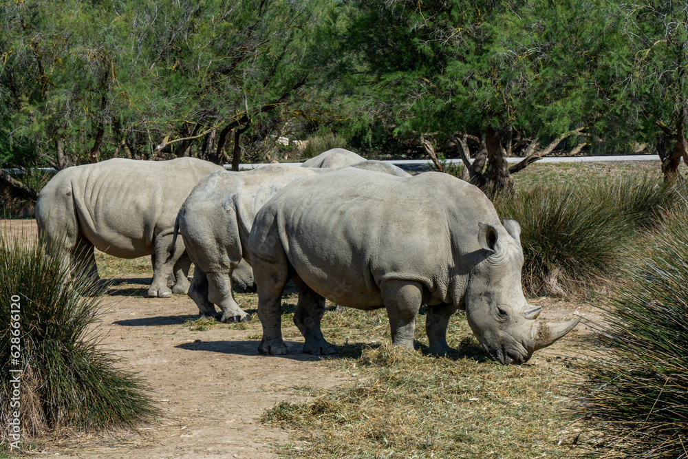 A group of White Rhinoceros in natural habitat, savanna. South Africa A group of White Rhinoceros in natural habitat, savanna. South Africa