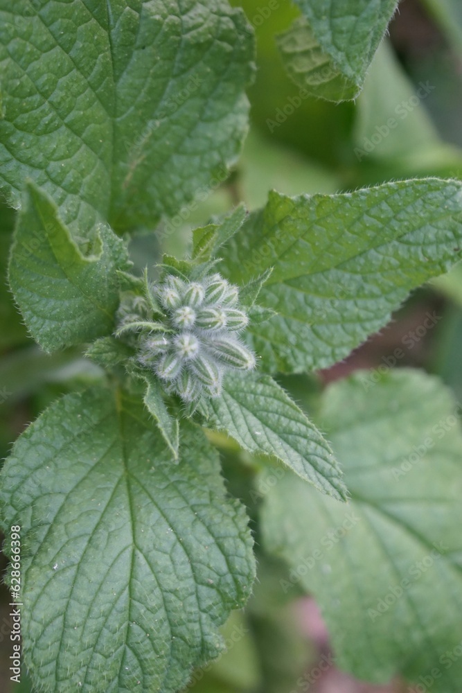 Ogórecznik lekarski  przed rozkwitem 