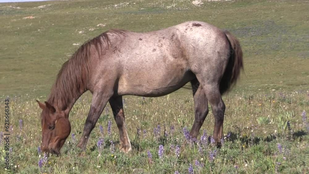Wild Horse in the Pryor Mountains Montana in Summer Wild Horse in the Pryor Mountains Montana in Summer
