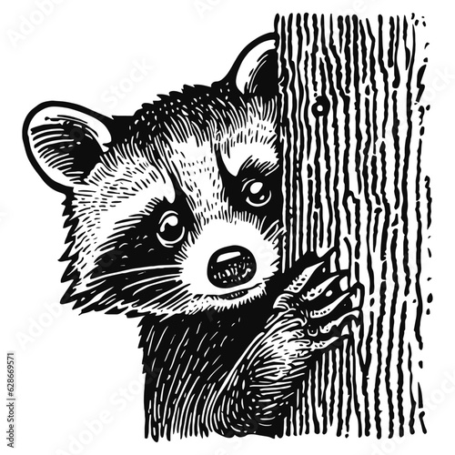 raccoon peering out from behind a tree illustration