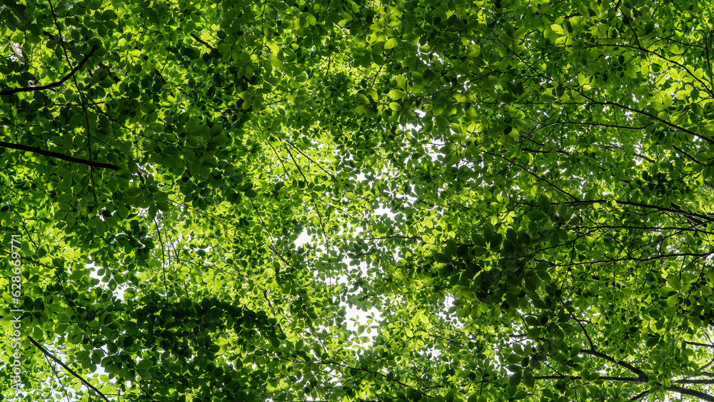Forest background. Sunlit green leaves in lush forest. Carbon net zero concept. Selective focus included Forest background. Sunlit green leaves in lush forest. Carbon net zero concept. Selective focus included