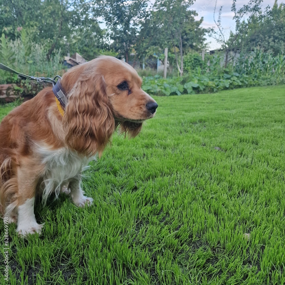 english cocker spaniel english cocker spaniel
