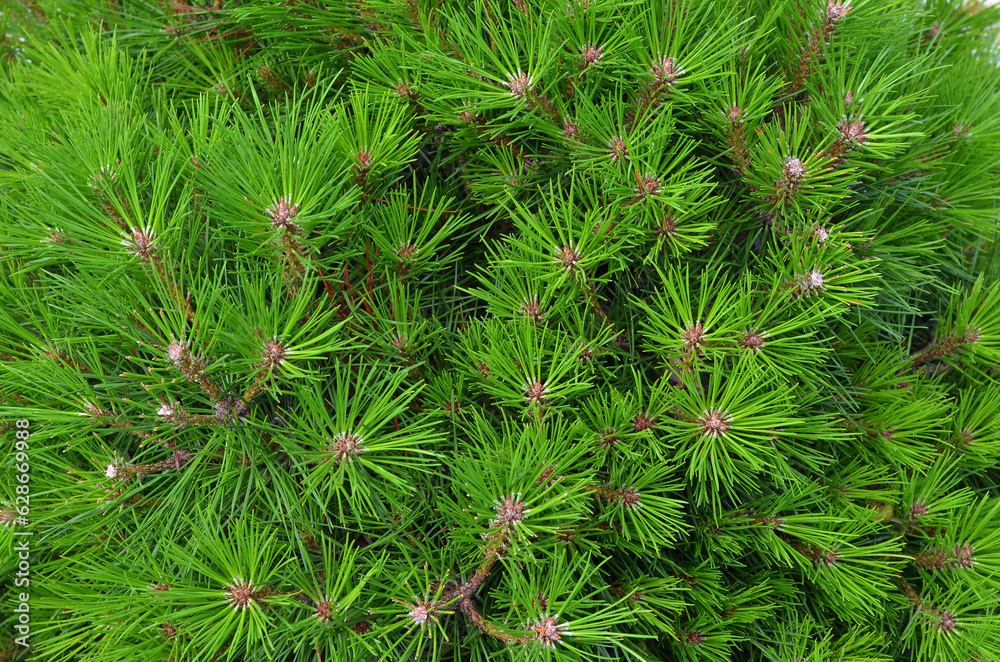 Picea Glauca Conica -conifer evergreen tree needle texture with short spruce. Natural coniferous background.. Top view ,flat lay . Picea Glauca Conica -conifer evergreen tree needle texture with short spruce. Natural coniferous background.. Top view ,flat lay .