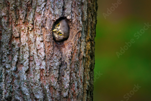 The Eurasian pygmy owl or Glaucidium passerinum is the smallest owl in Europe