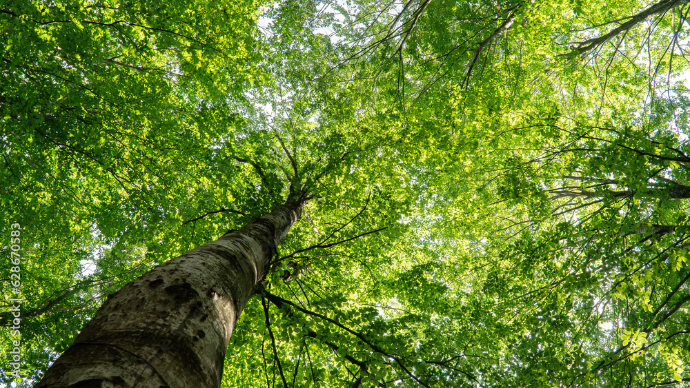 Fototapeta premium Forest background. Sunlit green leaves in lush forest. Carbon net zero concept. Selective focus included