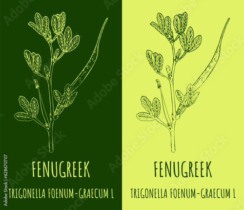 Vector drawing FENUGREEK. Hand drawn illustration. The Latin name is TRIGONELLA FOENUM-GRAECUM L