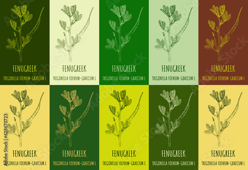 Set of drawing FENUGREEK in various colors. Hand drawn illustration. The Latin is TRIGONELLA FOENUM-GRAECUM L