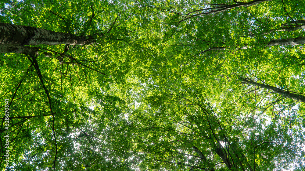 Forest background. Sunlit green leaves in lush forest. Carbon net zero concept. Selective focus included Forest background. Sunlit green leaves in lush forest. Carbon net zero concept. Selective focus included