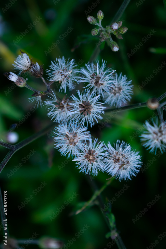 Cyanthillium | tropical plants beautiful flower Cyanthillium | tropical plants beautiful flower