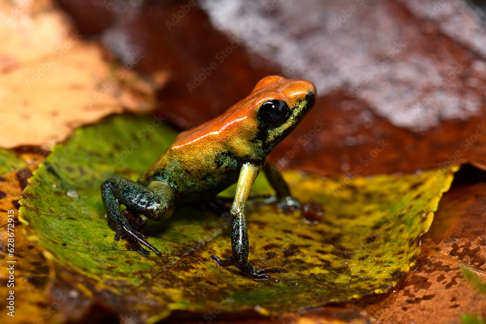 Blacklegged poison dart frog // Zweifarbiger Blattsteiger (Phyllobates
