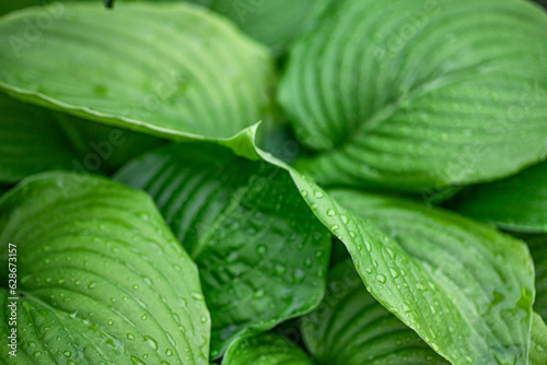 hosta plant features green leaves, making it a perfect addition to tropical gardens with its lush foliage.
