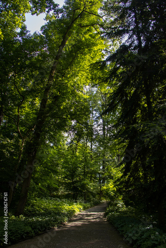 road in the forest