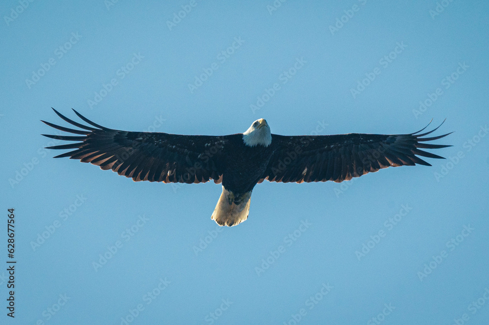 Fototapeta premium Weißkopfseeadler auf Vancouver Island