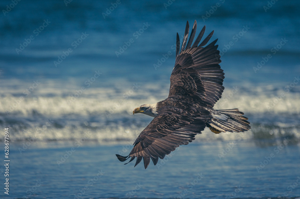 Fototapeta premium Weißkopfseeadler auf Vancouver Island