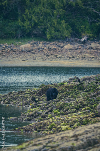 Schwarzbär in British Columbia