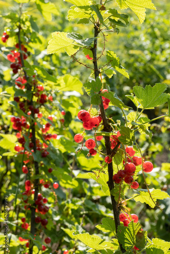 A stem of redcurrant in the foreground and another blurred one in the background