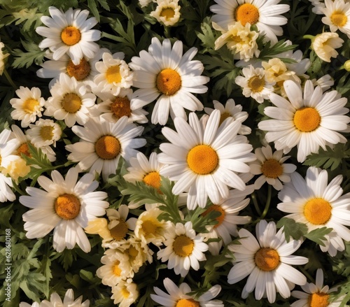 Generative AI   Beautiful background image of glade of bright blooming daisies Matricaria recutita on summer warm sunny day A lot of flowers of daisies top view