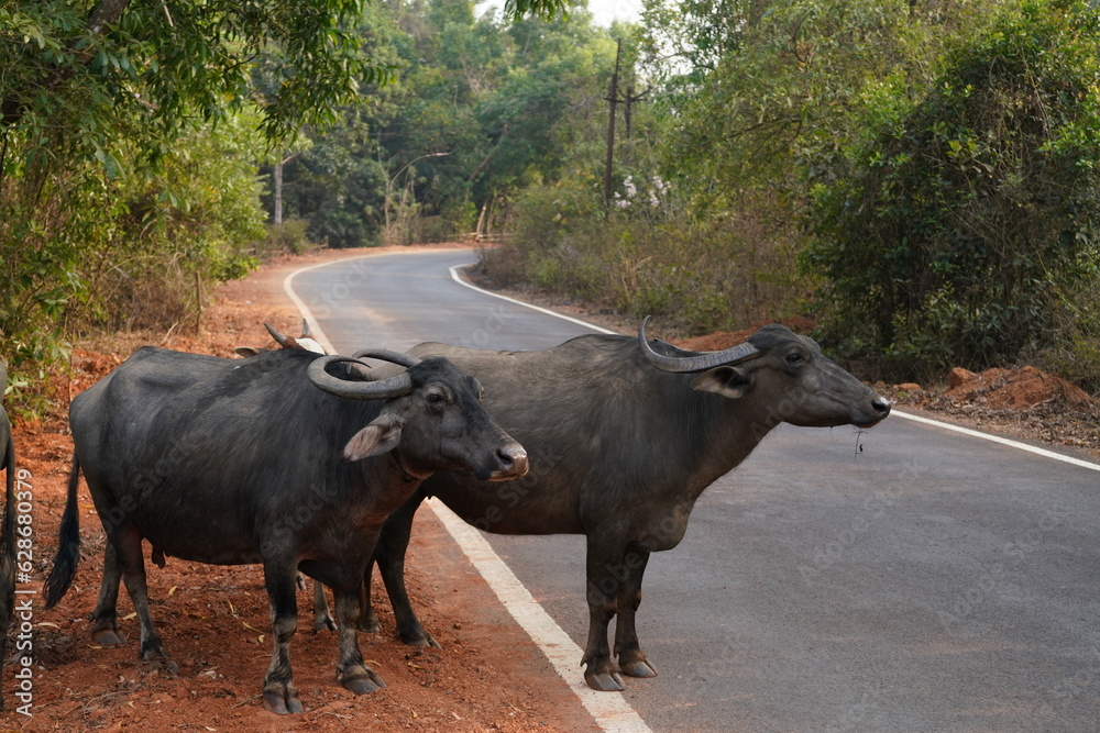 buffalo