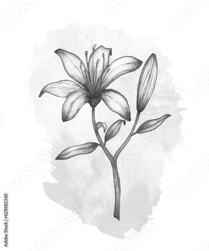Pencil drawing of lily flower, leaves and branch with gray watercolor shape. Decorative black and white design. Hand drawn outline sketch illustration. Floral art concept isolated on white background