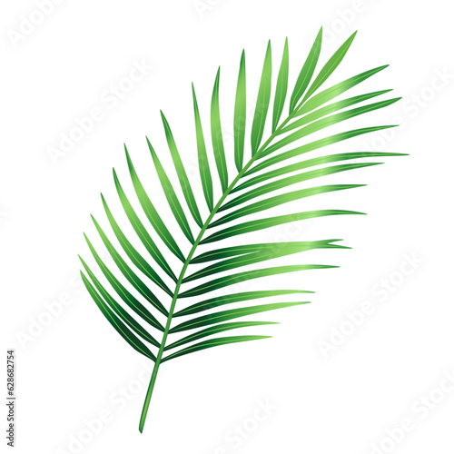 Tropical green leaf of palm tree, Arecaceae leaf. Exotic botanical plant design element. Decorative hand drawn vector illustration isolated on a white background