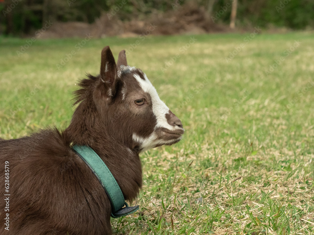 Fototapeta premium 牧場に放牧されている子ヤギ